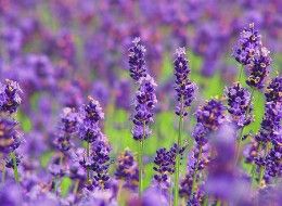 Био етерично масло Лавандула 10 мл | Lavender |  Alteya Organics 